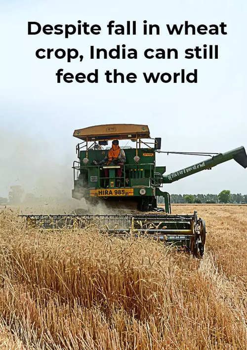 Despite fall in wheat crop, India can still feed the world | India News - Times of India