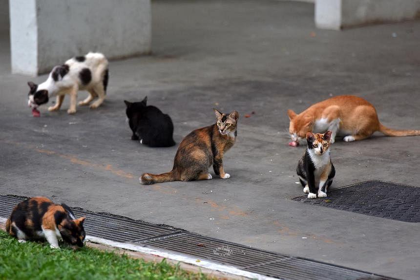 ST Explains: Why cats are banned from HDB flats, and what lifting the ban would take | The Straits Times