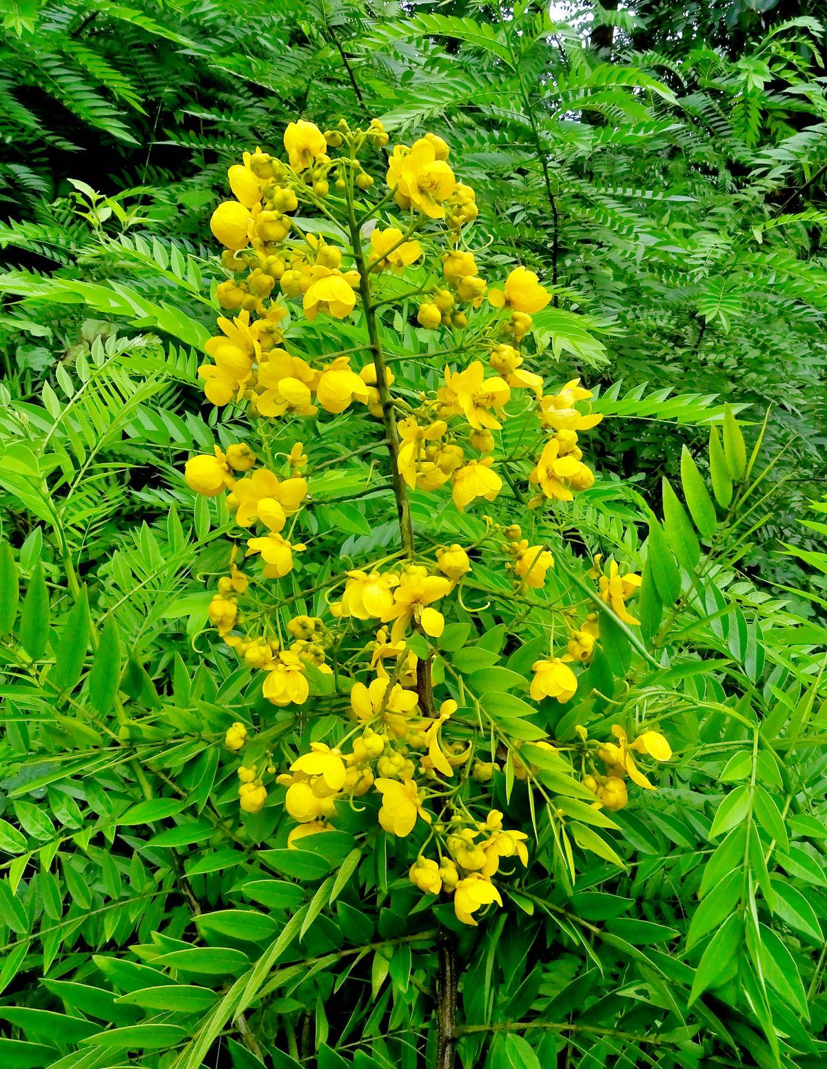 Senna spectabilis flower