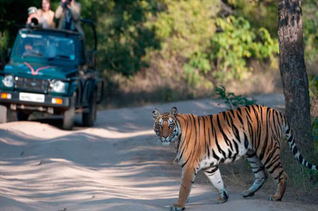 10 Best Tiger Safari in India - Wild Safari, Jungle Safari