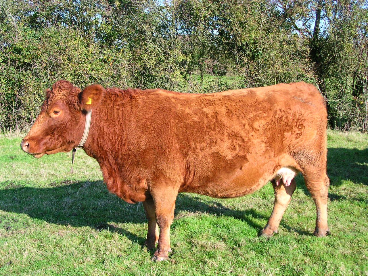 South Devon cattle - Wikipedia