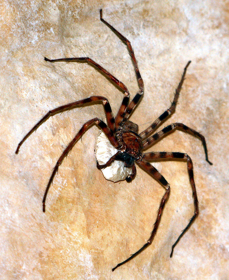 Biggest Spider in the World, List of Top-10_50.1
