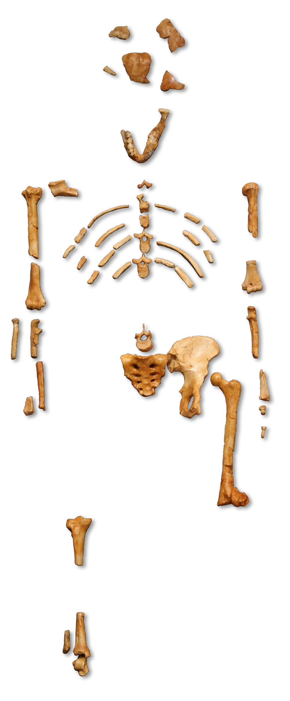 Lucy (Australopithecus) - Wikipedia
