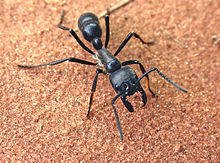 Biggest Ant in the World, Know the Names of Top-10_40.1
