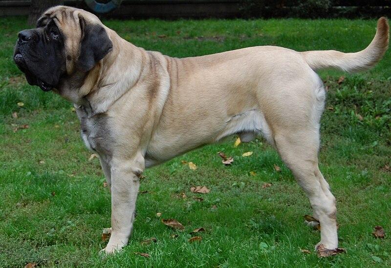 Biggest Dog in the World, Know About the Top-10_40.1