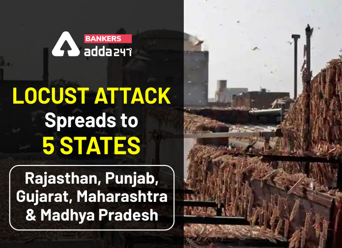 Locust Attack Spreads to 5 States- High alert from Delhi to Karnataka_40.1