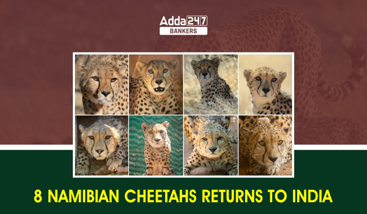 8 Namibian Cheetahs Return to Indian Soil After 70 years_40.1
