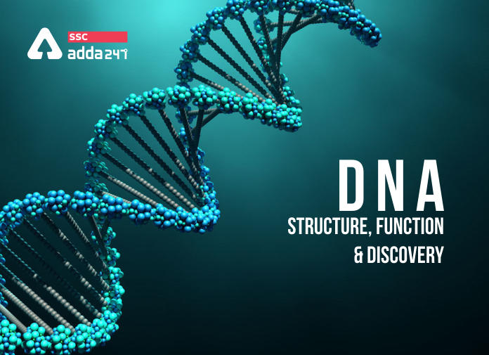 What is DNA? Know Everything About It_40.1