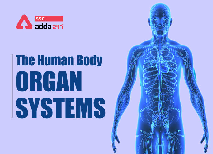 The Human Body : The Human Body Organ Systems In Detail_40.1