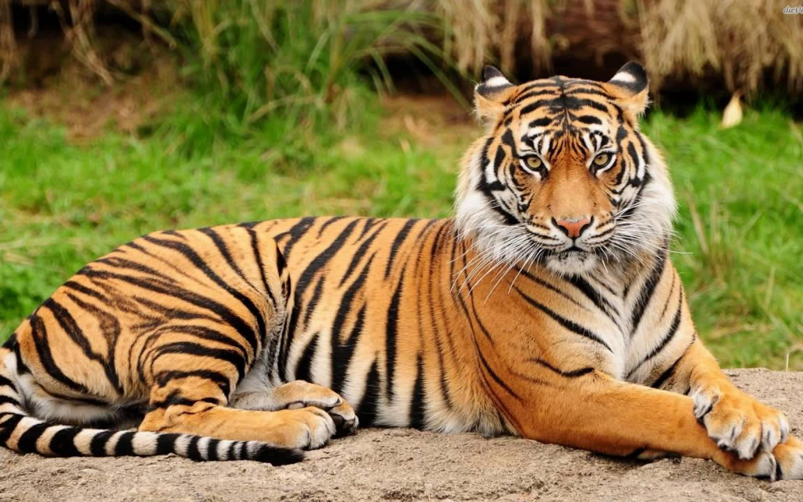 National Animal of India: Royal Bengal Tiger_3.1