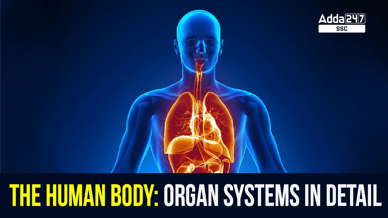 The Human Body : The Human Body Organ Systems In Detail_40.1