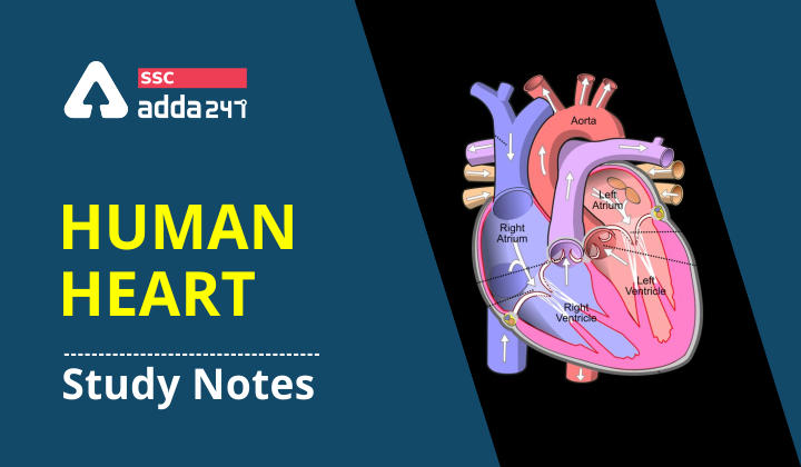 Study notes on "Human Heart" For Govt. Exam 2021_40.1