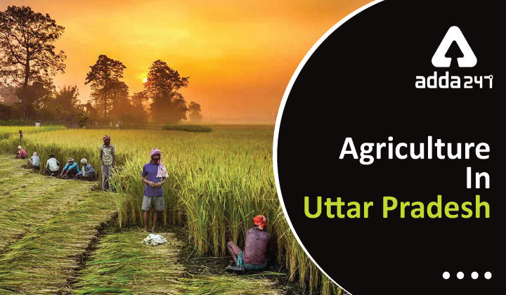 Agriculture in Uttar Pradesh: Key details about the Agriculture Sector_40.1