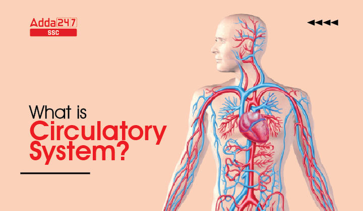 Circulatory System Definition, Functions, Parts and Diagram_40.1