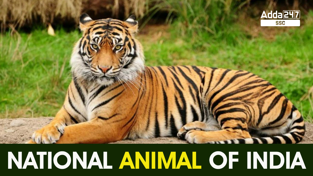 National Animal of India: Royal Bengal Tiger_40.1