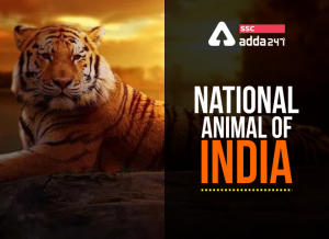 भारत का राष्ट्रीय पशु: रॉयल बंगाल टाइगर भारत का राष्ट्रीय पशु: रॉयल बंगाल टाइगर