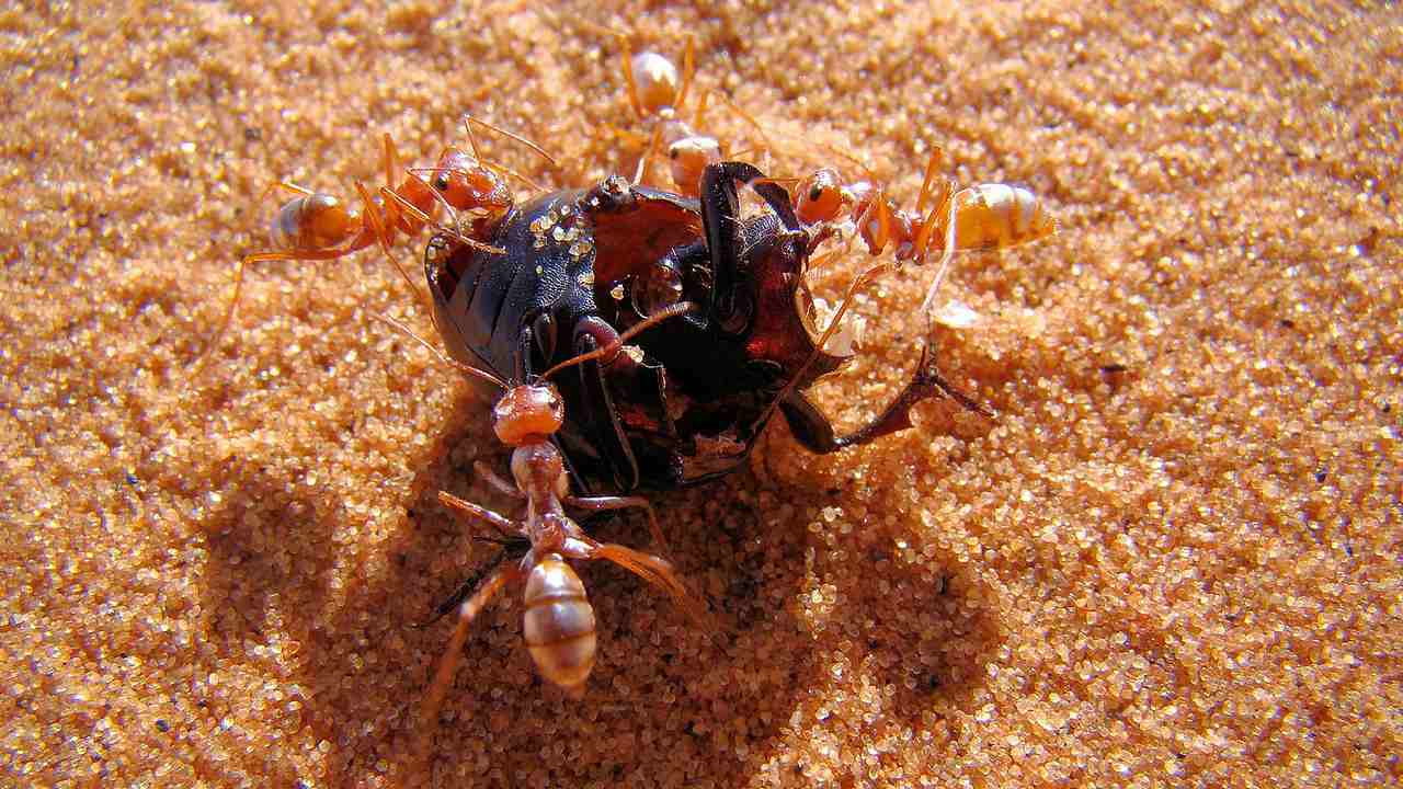World fastest ant "Saharan silver ant" found in northern Sahara_40.1