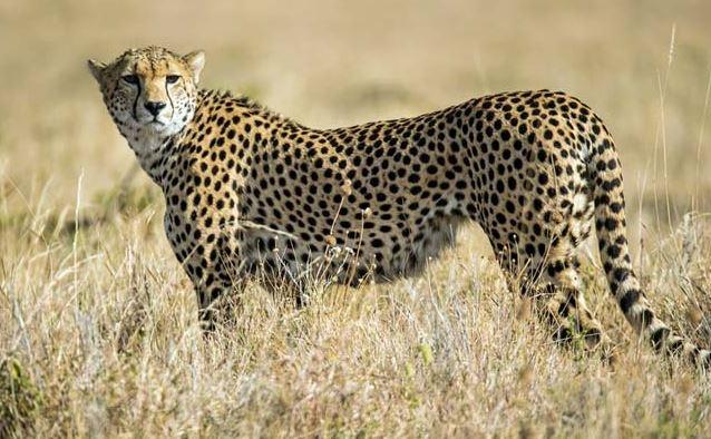 SC allows introduction of African cheetah in India_40.1