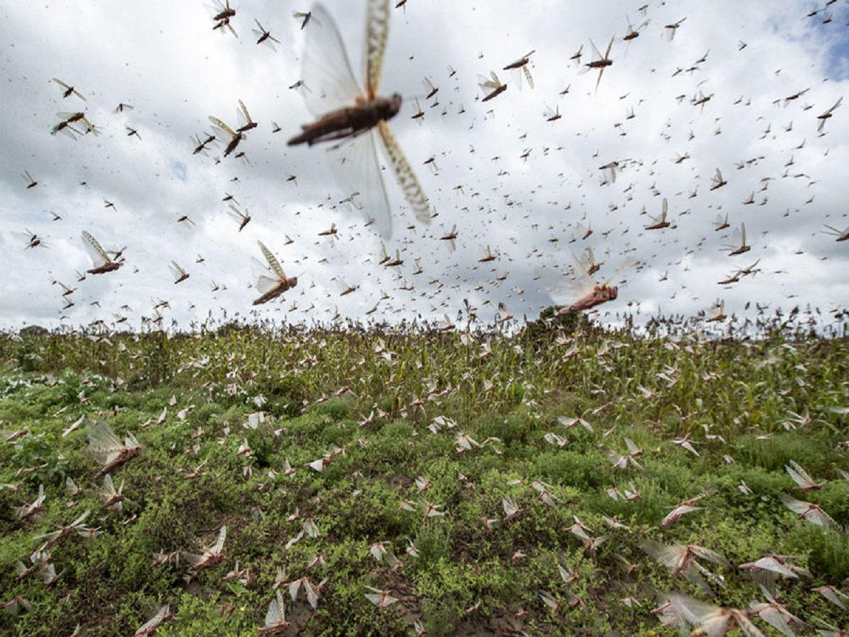 Pakistan declares national emergency to battle locust swarms_40.1