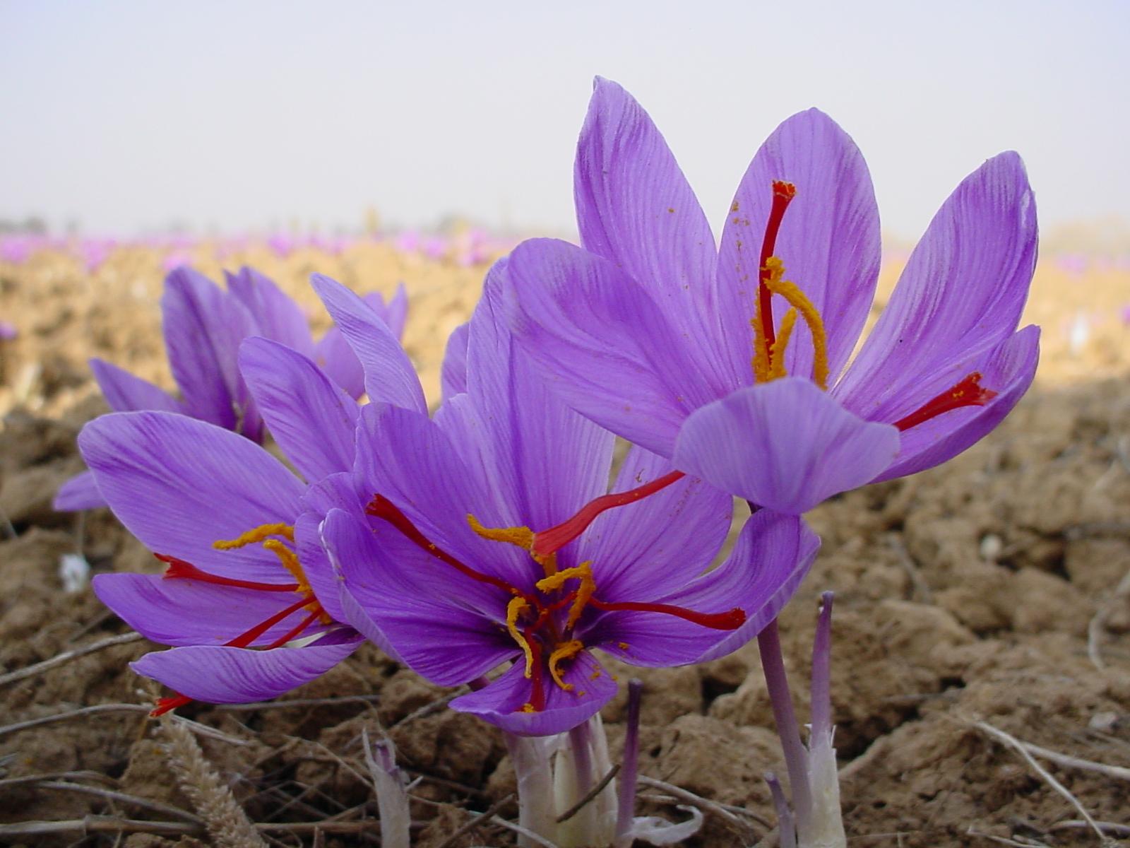 Kashmir saffron gets GI tag by Geographical Indications Registry_30.1