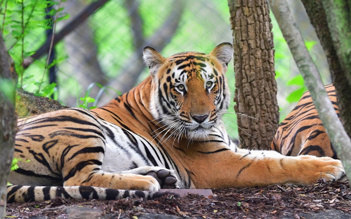 India's Tiger Census 2018 sets new Guinness World Record_50.1