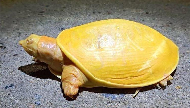 Rare yellow turtle discovered in India_40.1