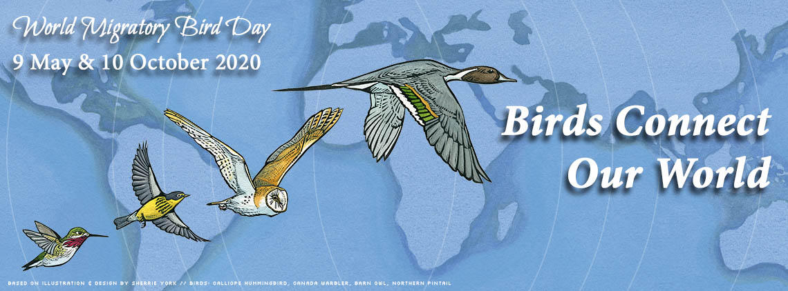 World Migratory Bird Day: 10 October_30.1