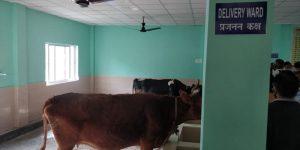1st cow hospital of Northeast inaugurated in Assam_4.1