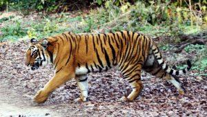 Tamil Nadu set to create state's 5th tiger reserve_4.1