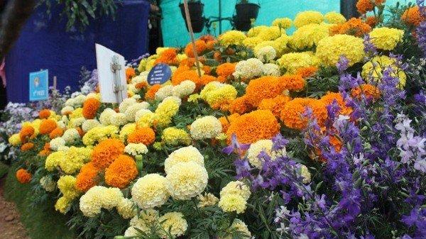 Karnataka to set up a Flower Processing Centre_40.1