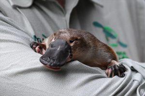 Australia building world's first platypus sanctuary_40.1