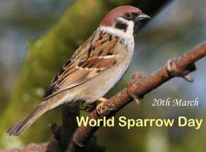 World Sparrow Day: 20 March_4.1