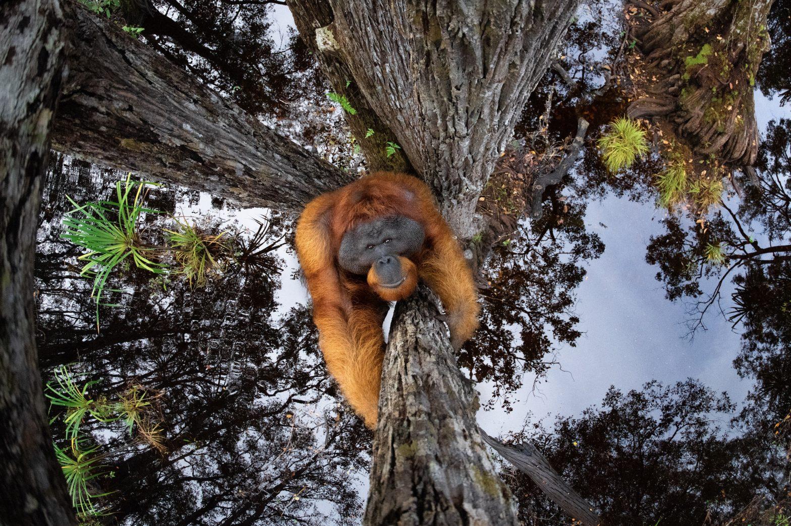 Thomas Vijayan Wins Nature Ttl Photographer Of The Year 2021