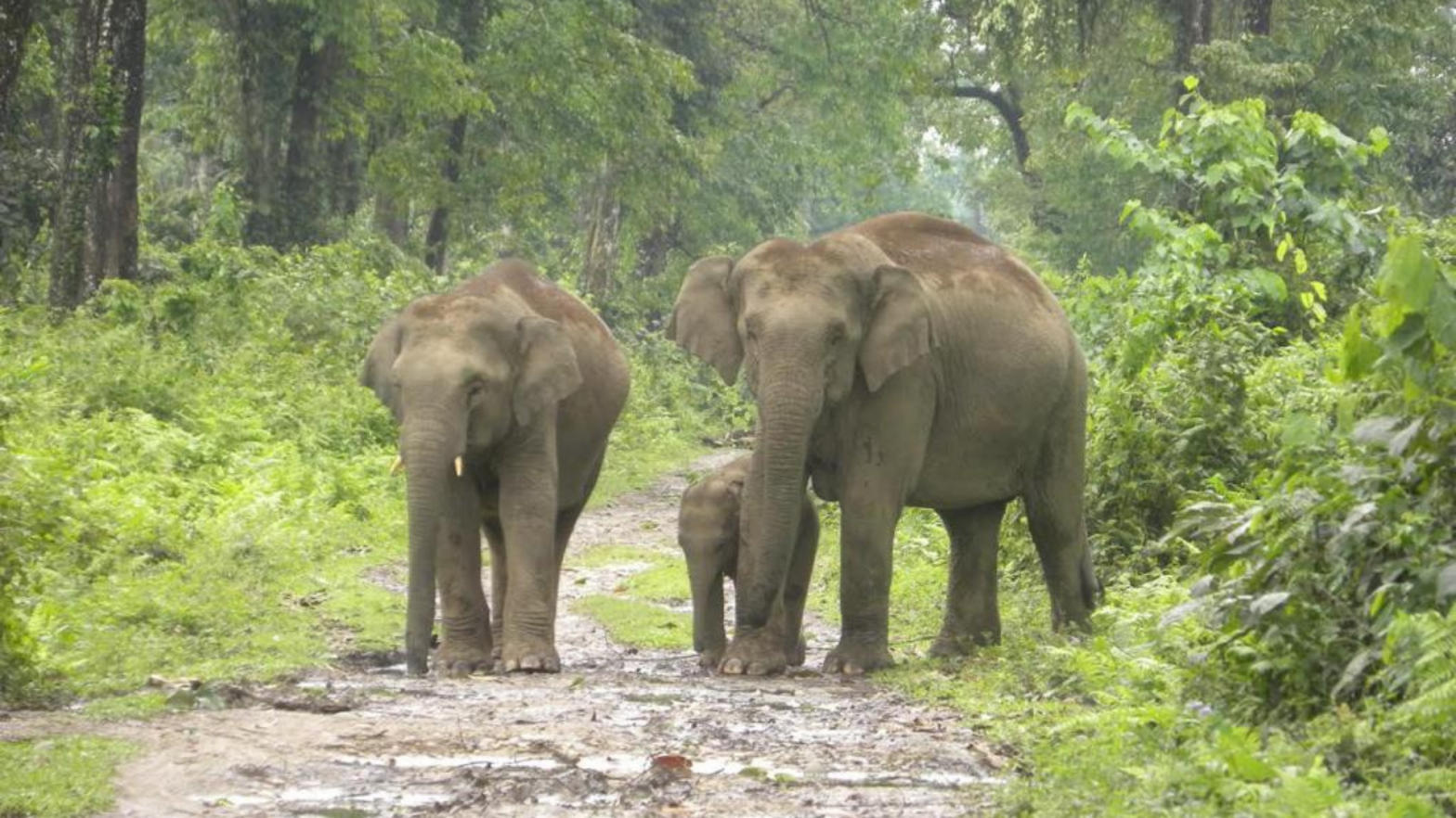 Assam gets its seventh national park with Dehing Patkai | आसामला देहिंग पटकाईसह सातवे राष्ट्रीय उद्यान मिळाले._30.1