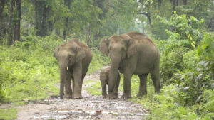 Assam gets its seventh national park with Dehing Patkai_4.1