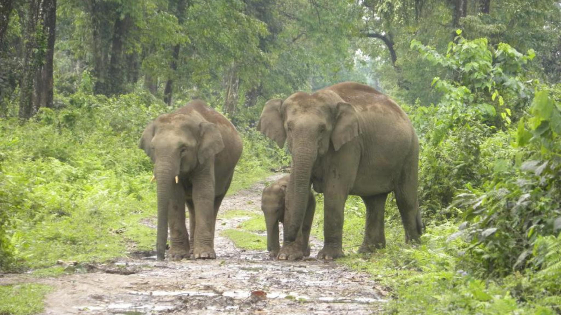 Assam gets its seventh national park with Dehing Patkai_50.1