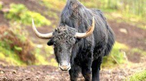 In a first, Himalayan yaks to be insured_4.1