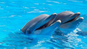 India's first national dolphin research centre to come up in Patna_4.1