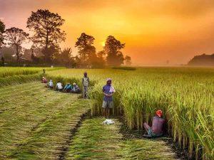Digital Platform "Kisan Sarathi" launched to facilitate farmers_4.1