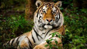 35% of India's tiger ranges are outside protected areas_4.1