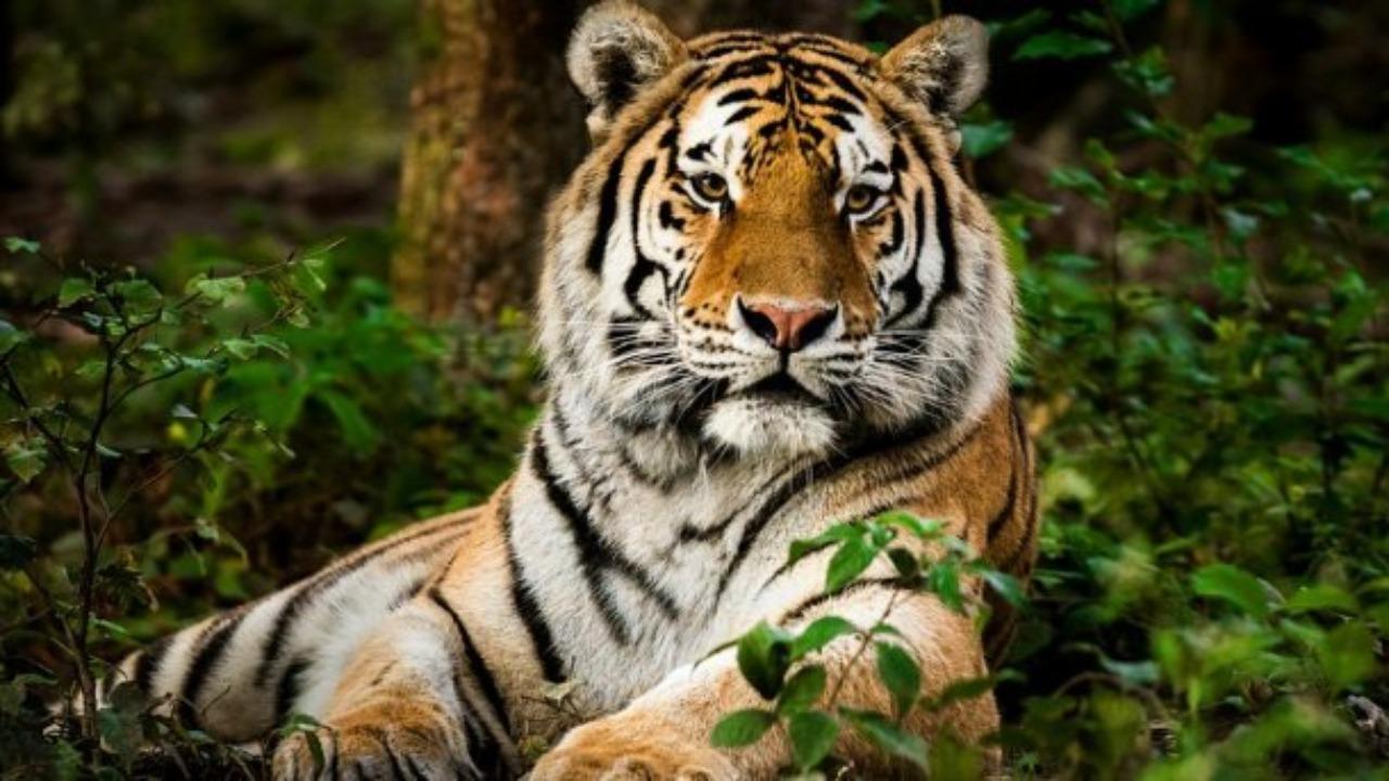 35% of India's tiger ranges are outside protected areas_40.1