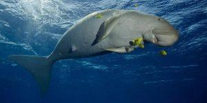 India's first dugong conservation reserve to come up in Tamil Nadu_40.1