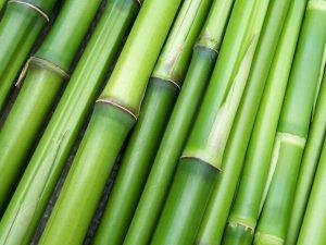 World Bamboo Day: 18 September_4.1