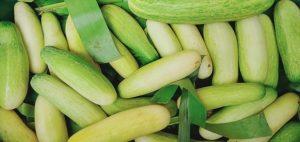 Naga Cucumber from Nagaland gets geographical identification tag_4.1