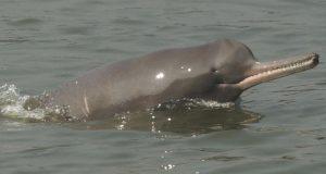 Ganga River Dolphin Day: 5 October_4.1