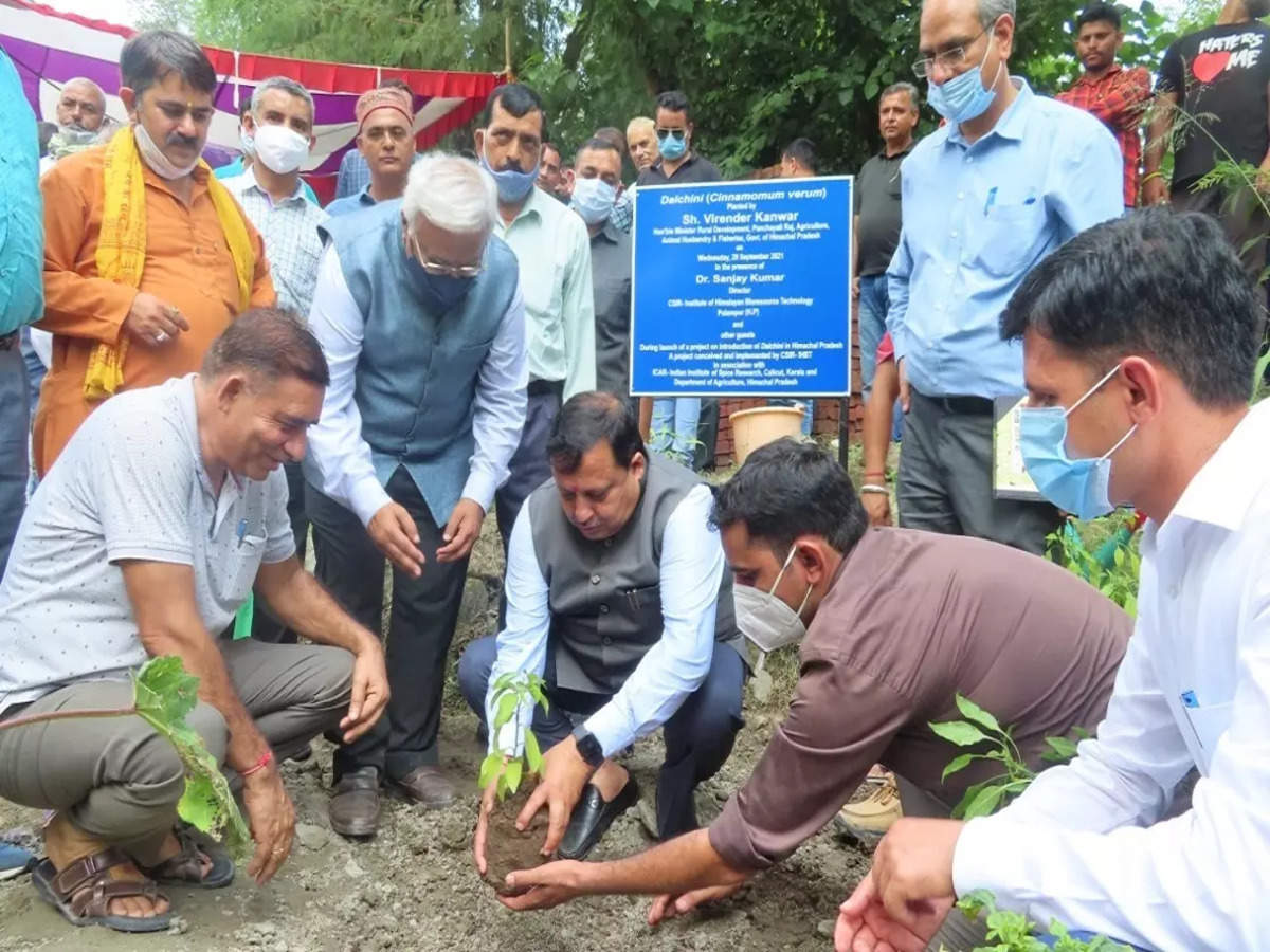 Himachal Pradesh becomes 1st state to begin organised cultivation of dalchini_50.1