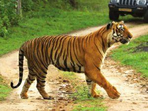 India's Newest Tiger Reserve in Chhattisgarh_4.1