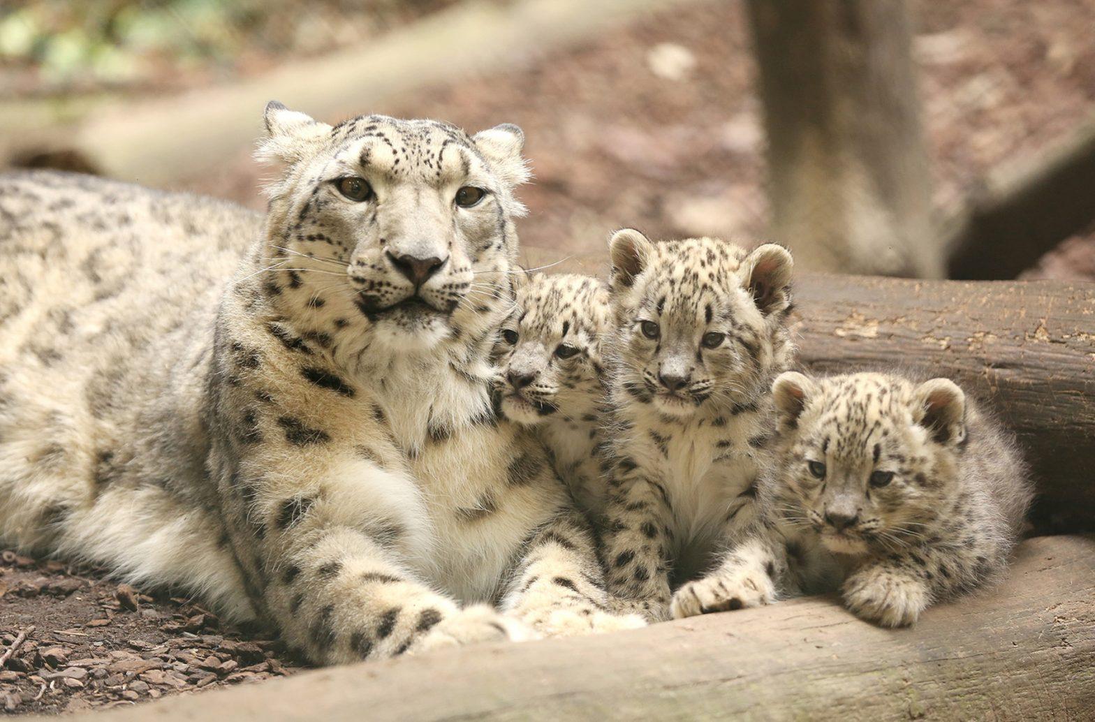 International Snow Leopard Day: 23 October
