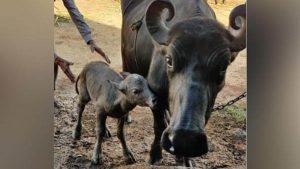India's first 'test tube' Banni buffalo calf born in Gujarat_4.1