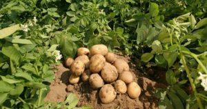 Punjab became 1st Indian state to approve Tissue Culture-Based Seed Potato Rules_4.1